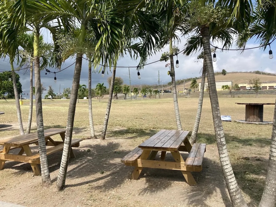 Leatherback Brewing - palm trees - Illinois Brewing